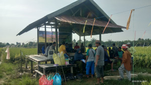 kegiatan dalam rangka gerakan pengendalian  hama penggerek batang walang sangit RT.008 (26/9/2025)